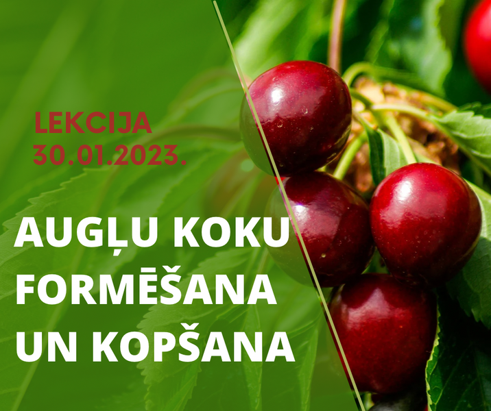Lekcija: augļu koku apgriešana un kopšana