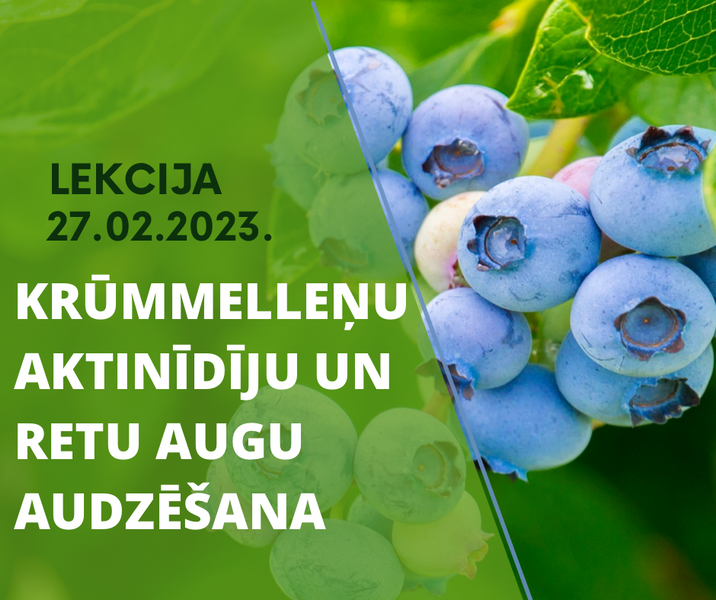 Lekcija: krūmmelleņu, aktinīdiju un retu augu audzēšana savā dārzā