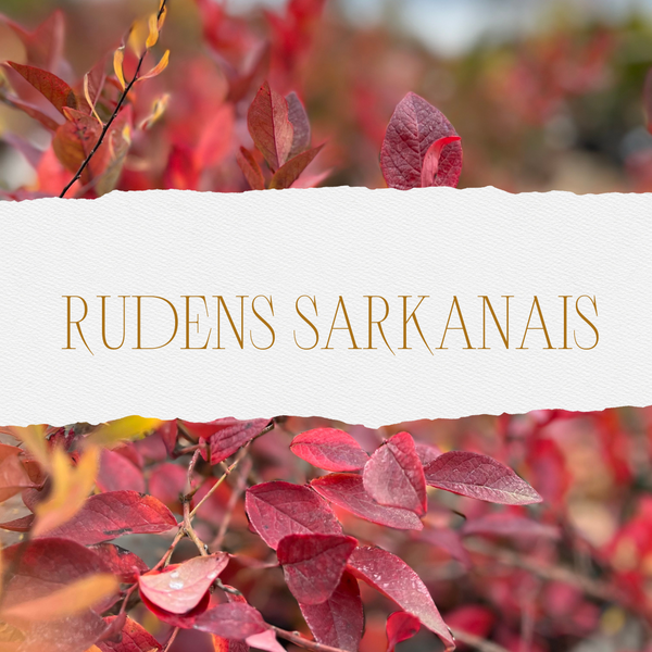 Sarkanās krāsas dārzā rudenī