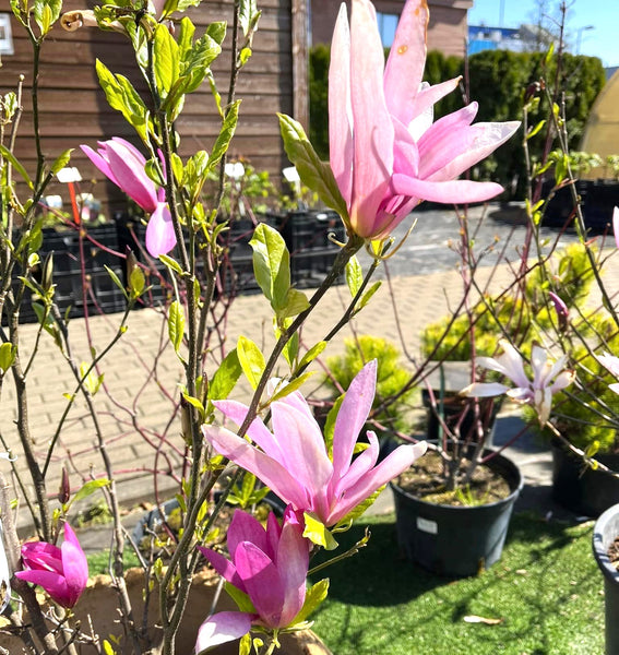 Magnoliju ziedēšanas laiks