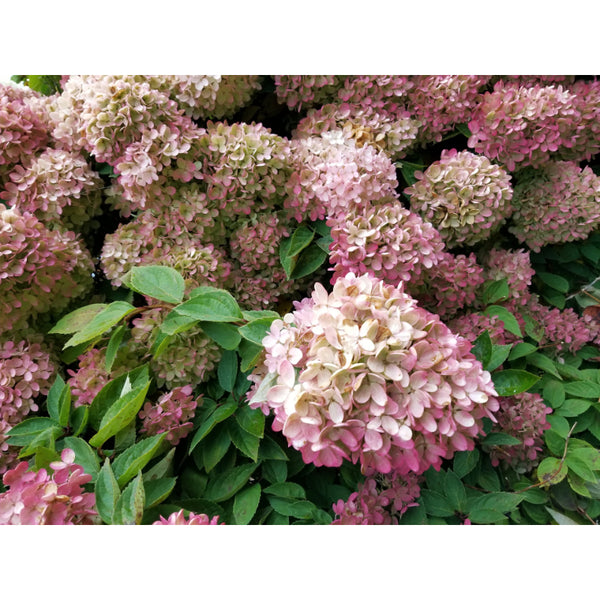Hortenzijas