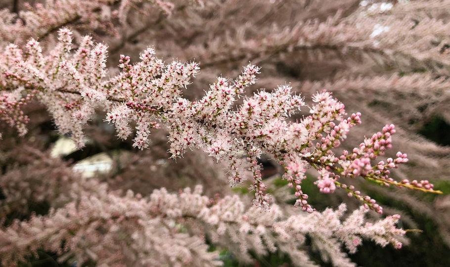 Neparastākie un interesantākie košumkrūmi