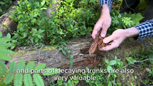Ielādēt attēlu Gallery viewer, DIY Microbial Fertiliser – Full Instruction &amp; Checklist (PDF Download) &amp; Video
