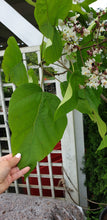 Ielādēt attēlu Gallery viewer, Katalpa Ceriņlapu (Catalpa bignonioides)
