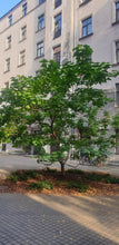 Ielādēt attēlu Gallery viewer, Katalpa Ceriņlapu (Catalpa bignonioides)
