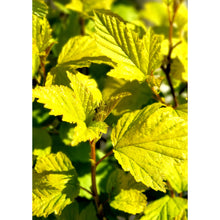 Ielādēt attēlu Gallery viewer, Fizokarps, šķirne &quot;Dart&#39;s Gold&quot; (Physocarpus opulifolius)
