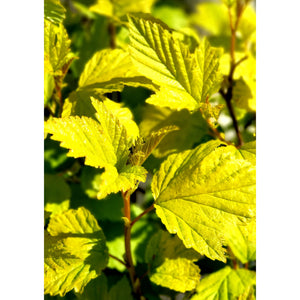 Fizokarps, šķirne "Dart's Gold" (Physocarpus opulifolius)