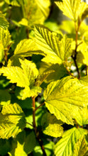 Ielādēt attēlu Gallery viewer, Fizokarps, šķirne &quot;Dart&#39;s Gold&quot; (Physocarpus opulifolius)
