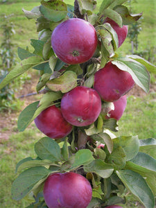 Kolonābele, šķirne "Gatis" (Malus Domestica)