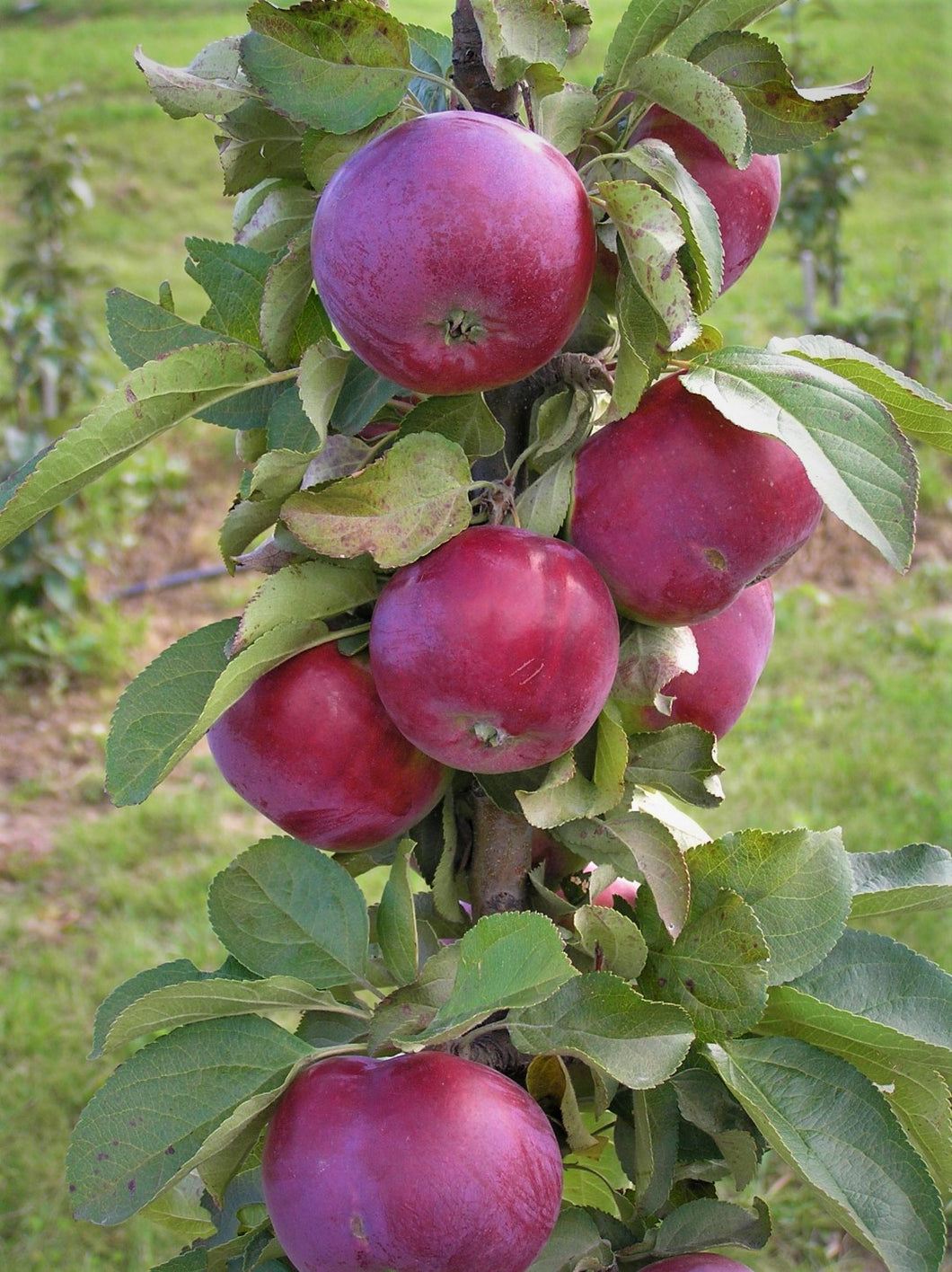 Kolonābele, šķirne 