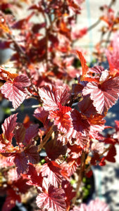 Fizokarps, šķirne "Lady in Red" (Physocarpus opulifolius)