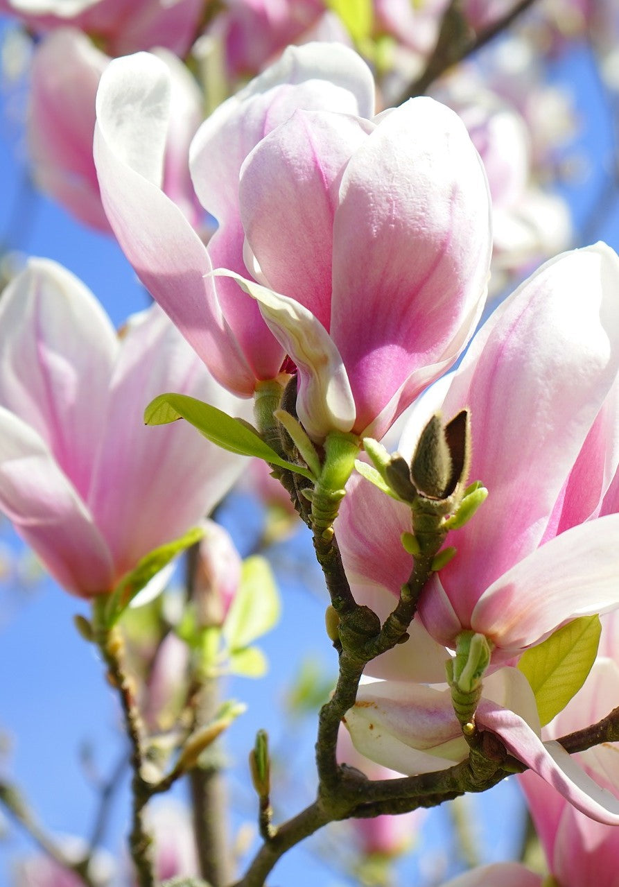 Magnolija, šķirne 