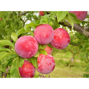 Plūme, šķirne "Komēta" (Prunus)