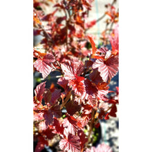 Ielādēt attēlu Gallery viewer, Fizokarps, šķirne &quot;Lady in Red&quot; (Physocarpus opulifolius)
