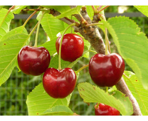 Saldais ķirsis, šķirne "Lapins" (Cerasus avium)