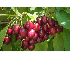 Saldais ķirsis, šķirne "SweetHeart" (Cerasus avium)