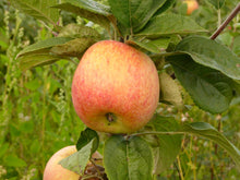 Ielādēt attēlu Gallery viewer, Ābele, šķirne &quot;Konfetnoje&quot; (Malus Domestica)
