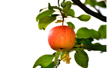 Ielādēt attēlu Gallery viewer, Ābele, šķirne &quot;Konfetnoje&quot; (Malus Domestica)
