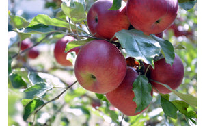 Ābele, šķirne "Liberty" (Malus Domestica)