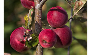 Ābele, šķirne "Spartan" (Malus Domestica)