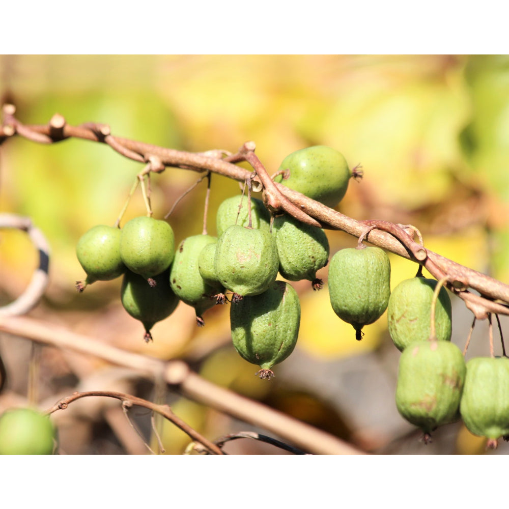 Aktinidija Mandžūrijas (Actinidia kolomikta)