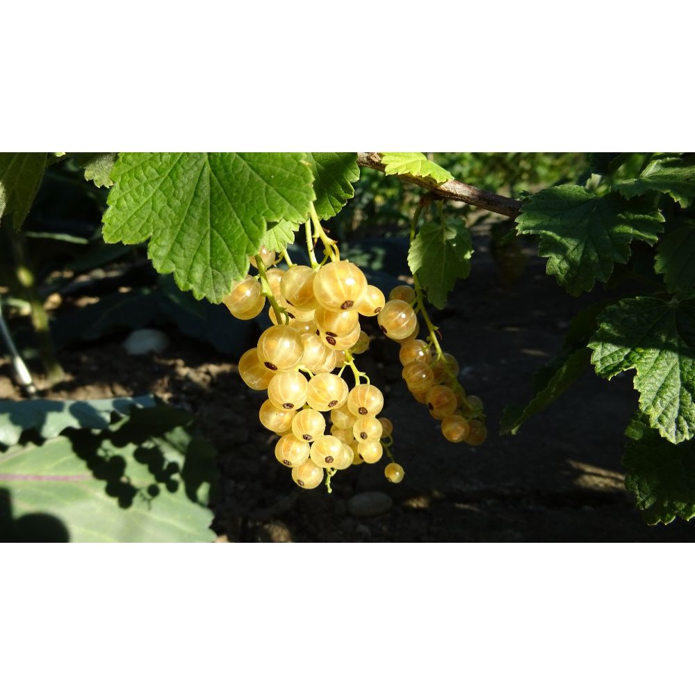 Baltā jāņoga (Ribes)