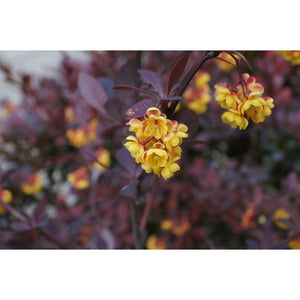 Bārbele otavas, šķirne "Superba" (Berberis x ottawensis)