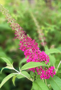 Budleja, šķirne "Royal Red" (Buddleia davidii)