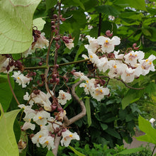 Ielādēt attēlu Gallery viewer, Katalpa Ceriņlapu (Catalpa bignonioides)
