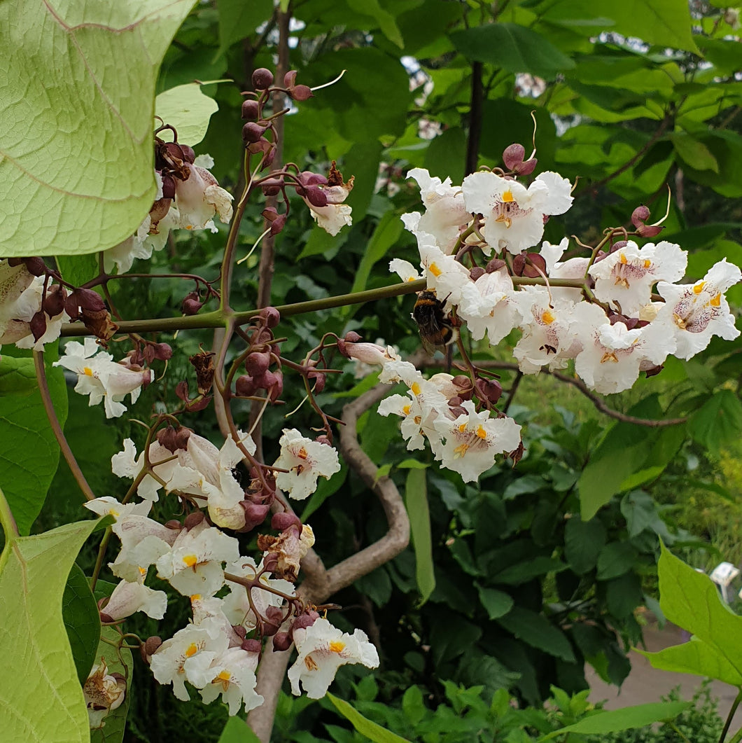 Katalpa Ceriņlapu (Catalpa bignonioides)