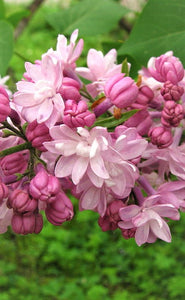 Ceriņš, šķirne "Mme Antoine Buchner" (Syringa vulgaris)