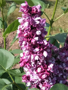 Ceriņš, šķirne "Ogņi Donbasa" (Syringa vulgaris)