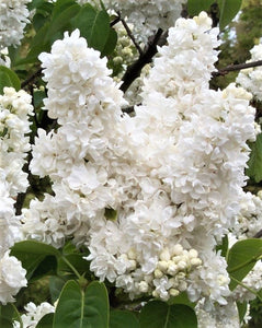 Ceriņš, šķirne "Mme. Lemoine" (Syringa vulgaris)