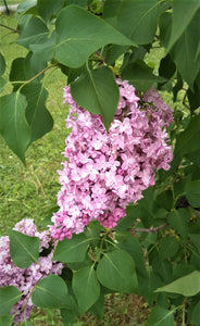 Ceriņš, šķirne "Zhemchuzhina" (Syringa vulgaris)