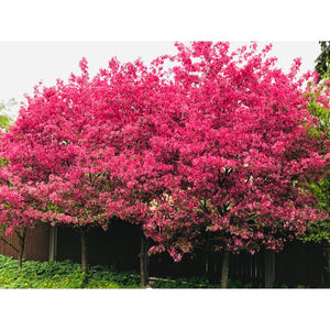 Dekoratīvā ābele, šķirne "Ola" (Malus)
