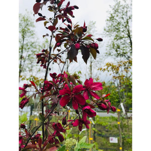 Purpura ābele, šķirne "Royalty" (Malus x purpurea)