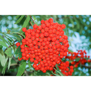 Ēdamais pīlādzis, šķirne "Businka" (Sorbus)