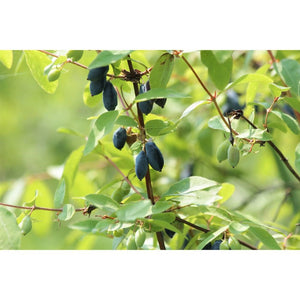 Sausserdis Kamčatkas, šķirne "Kalinka" (Lonicera kamtschatica)