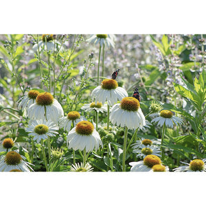 Ehinācija purpura, šķirne "White Swan" (Echinacea purpurea)