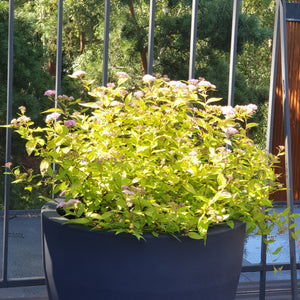 Spireja Japānas, šķirne ''Golden Princess'' (Spiraea japonica)