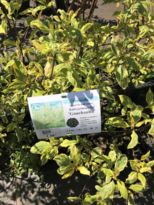 Grimonis, šķirne "Gouchaultii" (Cornus alba)