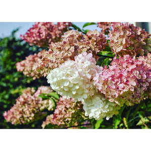 Hortenzija skarainā, šķirne "Phantom" (Hydrangea paniculata)