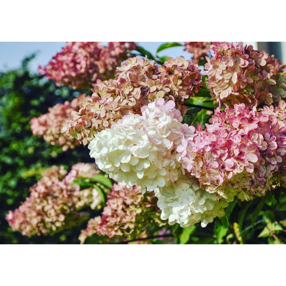 Hortenzija skarainā, šķirne 
