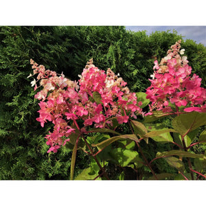 Hortenzija skarainā, šķirne "Pinky Winky" (Hydrangea paniculata)