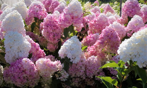 Hortenzija skarainā, šķirne "Pink Lady" (Hydrangea paniculata)