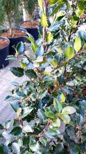 Meservas ilekss, šķirne "Blue Prince" (Ilex x meserveae)