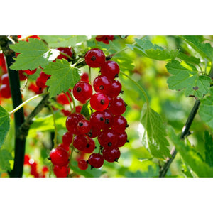Jāņoga, šķirne "Jonkheer van Tets" (Ribes)