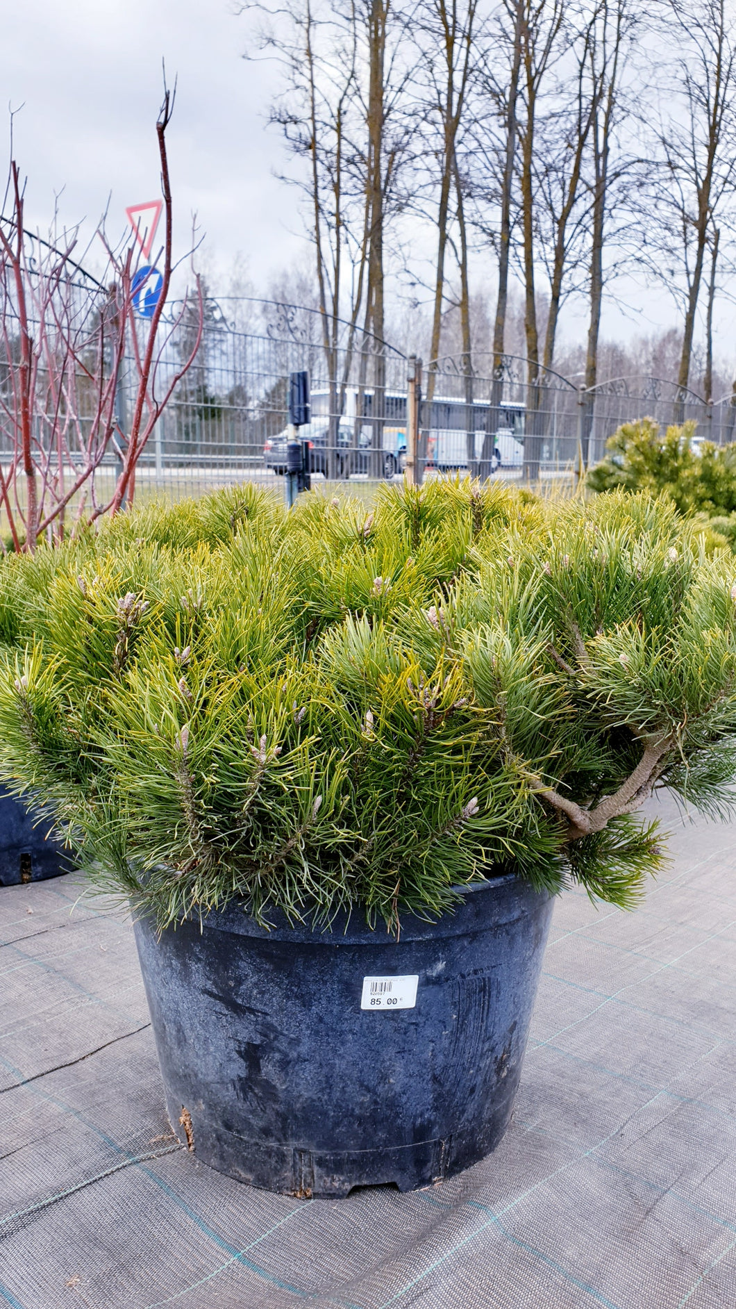 Priede Kalnu var.mughus (Pinus mugo)