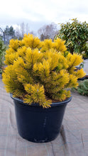 Ielādēt attēlu Gallery viewer, Kalnu priede, šķirne &quot;Winter Gold&quot; (Pinus mugo)
