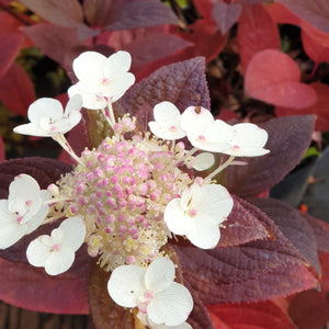 Hortenzija robainā, šķirne "Kurenai" (Hydrangea serrata)